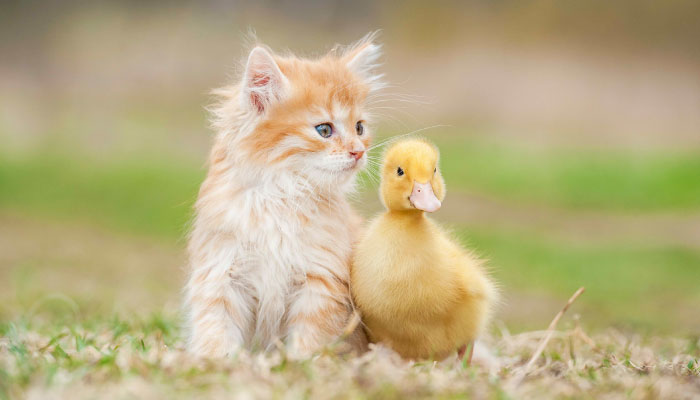 run seo adwords together